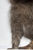 raccoon fur 0005